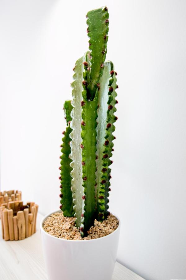 Cactus Apartment سان ميغيل ذي أبونا المظهر الخارجي الصورة